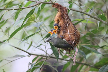 The orange-bellied flowerpecker (Dicaeum trigonostigma) is a species of bird in the family Dicaeidae. This photo was taken in Luzon island, Philippines(ssp.xanthopygium).