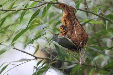 The orange-bellied flowerpecker (Dicaeum trigonostigma) is a species of bird in the family Dicaeidae. This photo was taken in Luzon island, Philippines(ssp.xanthopygium).