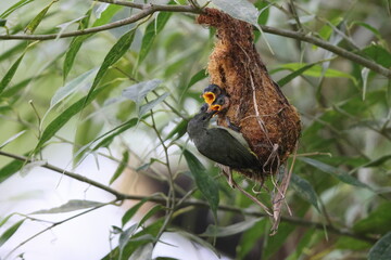 The orange-bellied flowerpecker (Dicaeum trigonostigma) is a species of bird in the family Dicaeidae. This photo was taken in Luzon island, Philippines(ssp.xanthopygium).