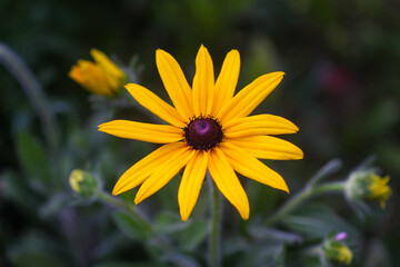 Black-eyed Susan. Yellow Rudbeckia daisy flowers.