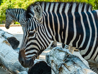 Zebra in the zoo enclosure close-up