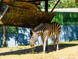 Zebra in the zoo enclosure eats dry grass