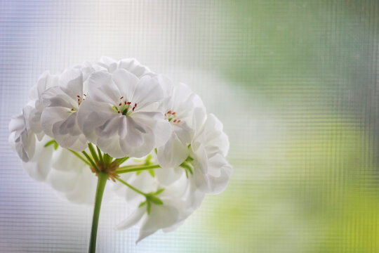 White geranium flowers, white-leaved geranium on the window