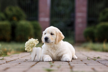 small dog puppy labrador golden retriever sits on a path in the park with a vase in the shape of a tooth with flowers. Gift for a dentist. Dentist day concept