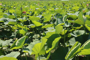 Natural lotuses in the lake, Taman, Krasnodar Territory, Russia