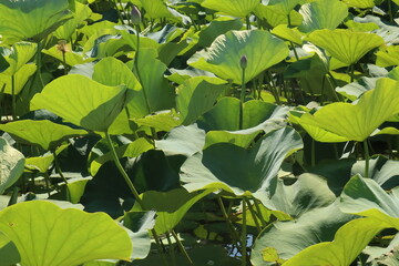 Natural lotuses in the lake, Taman, Krasnodar Territory, Russia
