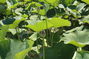 Natural lotuses in the lake, Taman, Krasnodar Territory, Russia