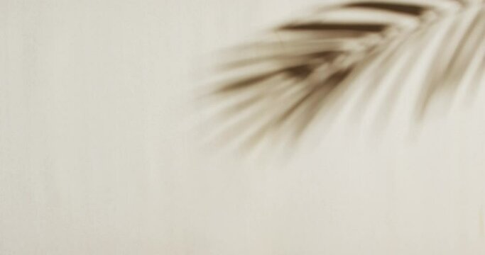 Animation of shadow of palm tree leaf moving with copy space over white background