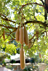 The unique and rare plant from Africa named Giant sausage fruit or Kigelia Africana or Pohon Sosis