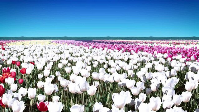 一面のチューリップ畑の風景_ループ