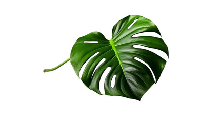 Monstera and tropical leaves foliage plant bush floral arrangement nature backdrop isolated on transparent background
