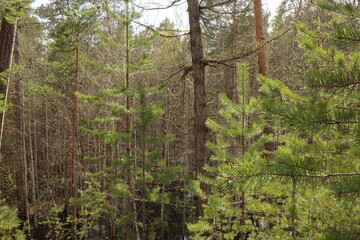 Coniferous trees, pines, deciduous trees, green plants, in summer in the taiga, Siberia, Russia