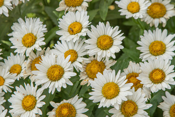 Fototapeta premium A bush of white daisies in the garden. Summer flower. Gardening. Buds close up. Chamomile petals. Floral background. Flora plant
