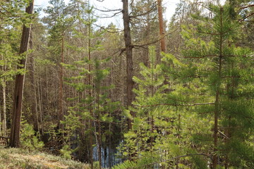 Coniferous trees, pines, deciduous trees, green plants, in summer in the taiga, Siberia, Russia
