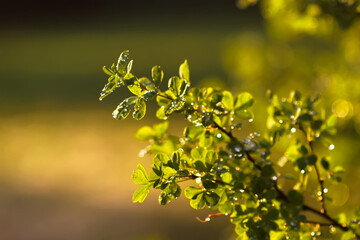 Green leaves with water drops after the rain.