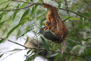 The orange-bellied flowerpecker (Dicaeum trigonostigma) is a species of bird in the family Dicaeidae. This photo was taken in Luzon island, Philippines(ssp.xanthopygium).