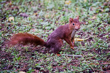 Naklejka na ściany i meble Adorable petit écureuil à l'arrêt sur la pelouse