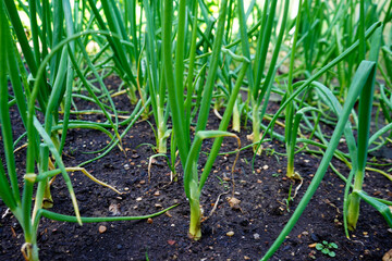Close up of young onions growing in a allotment