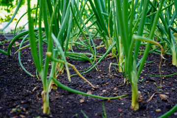Obraz premium Close up of young onions growing in a allotment