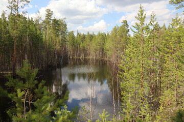 Coniferous trees, pines, deciduous trees, birches, green plants near the river in summer in Siberia, Russia