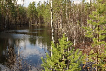 Coniferous trees, pines, deciduous trees, birches, green plants near the river in summer in Siberia, Russia