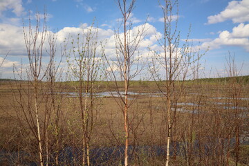 Trees with young leaves in spring near a swamp in the taiga, Siberia, Russia