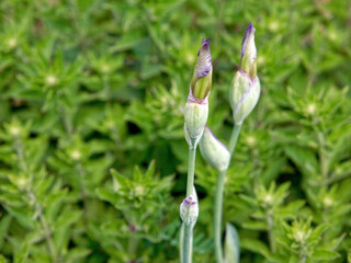 Irises in the garden in summer