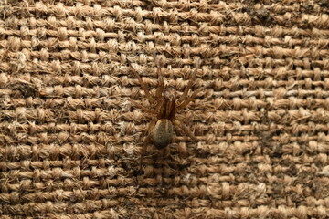 A domestic spider crawls over coarse fabric.