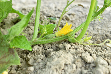 The resulting ovary of a cucumber with a flower on the stem.