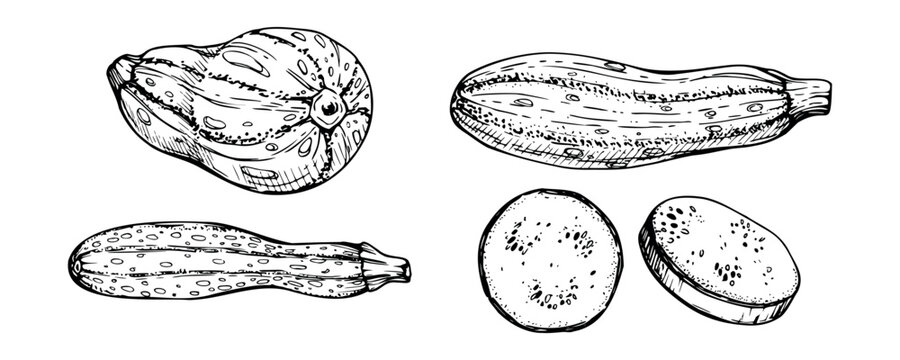 Hand drawn ink vector marrow zucchini gourd squash. Sketch illustration art for Thanksgiving, harvest, farming. Isolated object, outline. Design for restaurant menu print, cafe, website, invitation