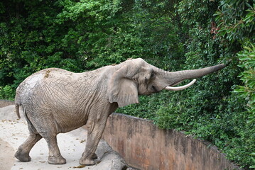 動物園の木の葉に鼻をのばす象