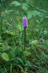 Close up of an orchid -  Prunella Vulgaris