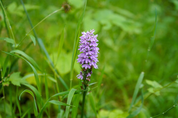 Close up of an orchid -  Prunella Vulgaris