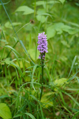 Close up of an orchid -  Prunella Vulgaris