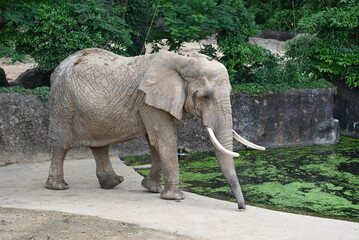 動物園でさみしく歩く象