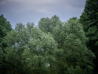 Dense green foliage. Summer texture of green foliage and trees