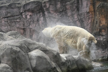 Naklejka na ściany i meble 体についた水をブルブル振り払う白熊