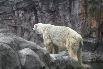 動物園の凛々しい白熊