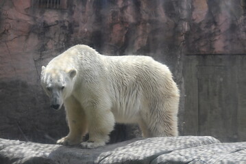動物園の凛々しい白熊