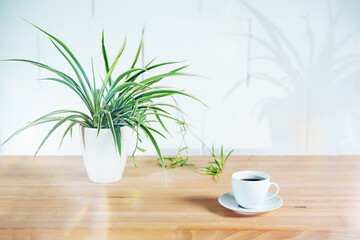 Coffee cup and potted green plant on a wooden table, blurry shadow on the white painted wall in industrial style, architecture background, colored glare effect overlay, copy space,