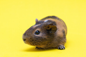 ginger-white guinea pig on a yellow background sits sideways.