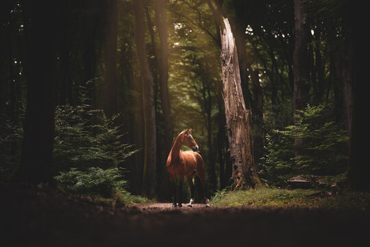 Brown horse in the forest with sunrays lighting her body