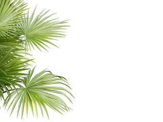 Fototapeta na wymiar Green palm tree on transparent background, 3d render.