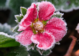 Admiring the beauty of a frosty flower