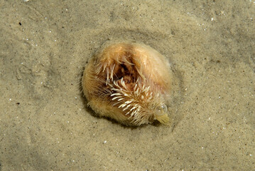 Dollars des sables; echinocardarlium pennatifidum