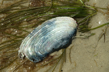 Lutraire; lutraria lutaria