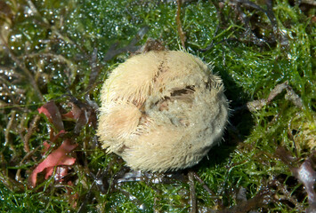 Dollars des sables; echinocardarlium pennatifidum