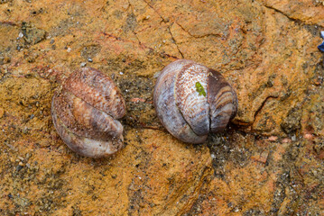 crépidule, Crepidula fornicata