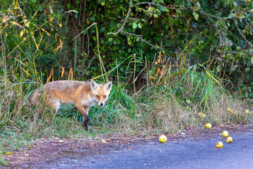Fuchs, Rotfuchs unter einem Apfelbaum am Pramort an der Ostsee.