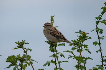 Nahaufnahme eines Spatzes auf einer Hecke, Haussperling, passer domesticus